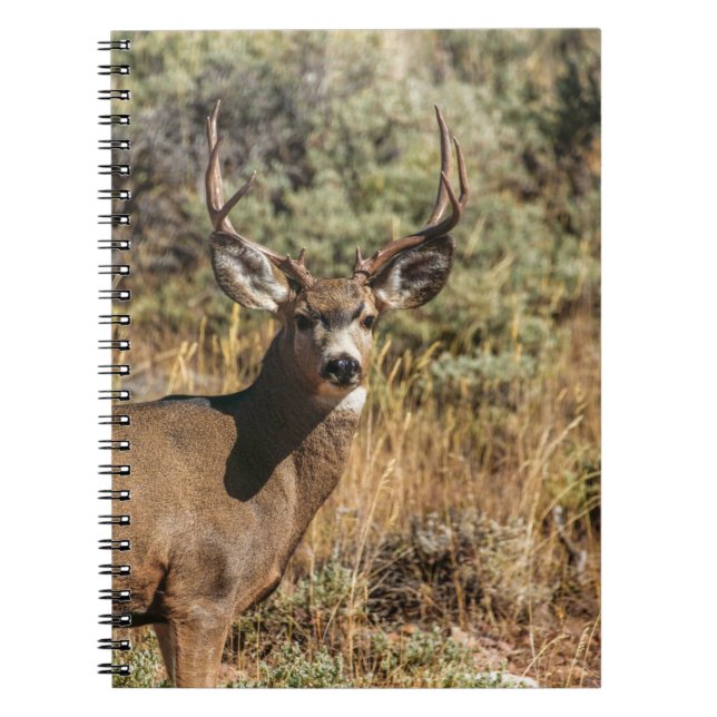 WILDLIFE PHOTOGRAPHY OF BROWN BUCK NOTEBOOK (Front)