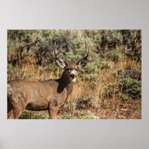 WILDLIFE PHOTOGRAPHY OF BROWN BUCK POSTER