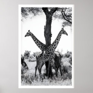 Wildlife Photography Print, Giraffes Black and Poster