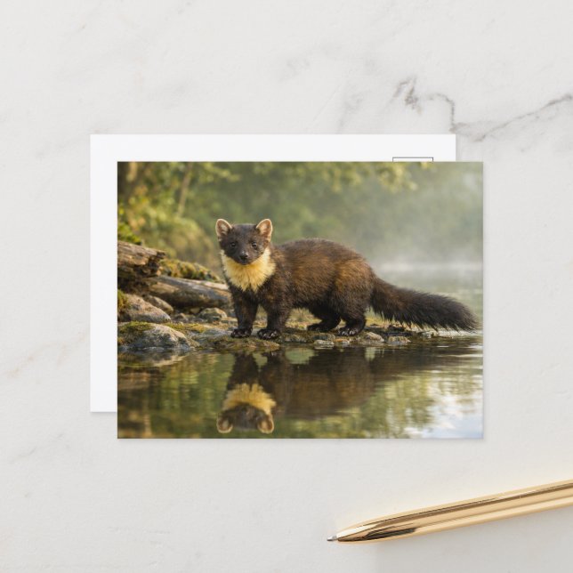 Wildlife Pine Marten Forest Stream  Postcard (Front/Back In Situ)