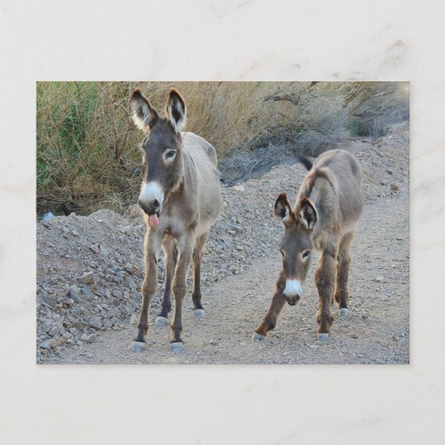 Wildlife postcard, wild burro, donkey postcard (Front)