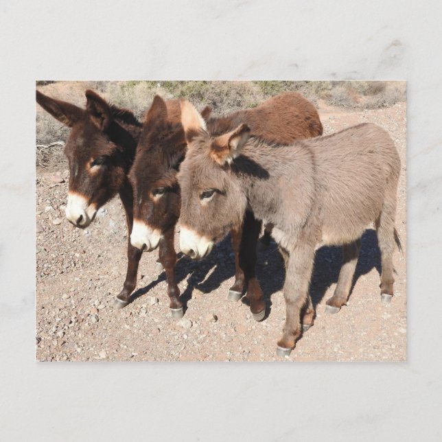 Wildlife postcards, donkeys, burros postcard (Front)