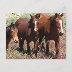 Wildlife postcards, wild horses, Nevada Postcard