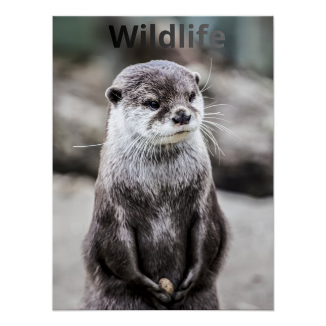Wildlife Poster (Front)