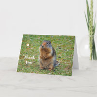 Wildlife Prairie Dog Mammal Photo