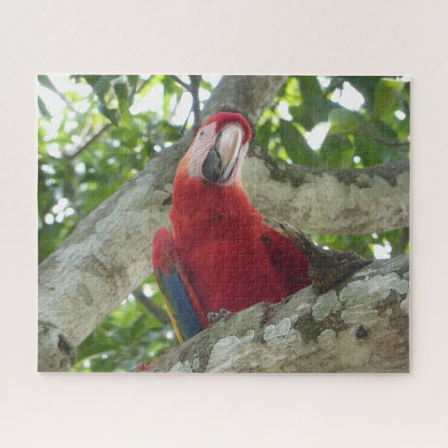 Wildlife Puzzle: Colorful Red Parrot Jigsaw Puzzle (Horizontal)