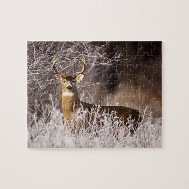 Wildlife Puzzle-Deer Jigsaw Puzzle (Horizontal)