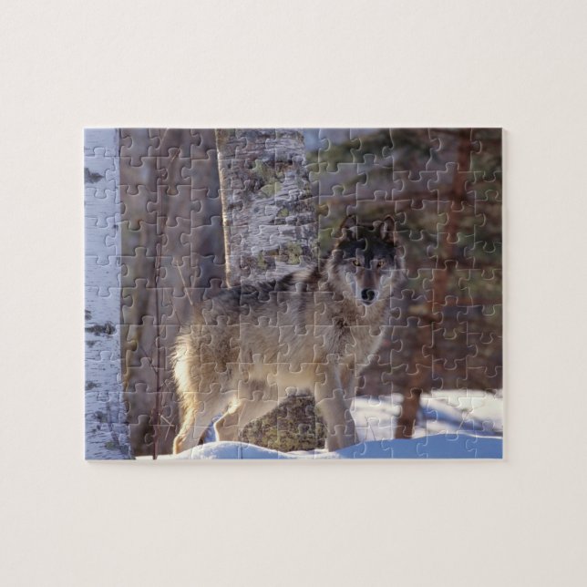 Wildlife Puzzle-Wolf Jigsaw Puzzle (Horizontal)