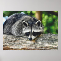 Wildlife Raccoon Log Mammal Photo