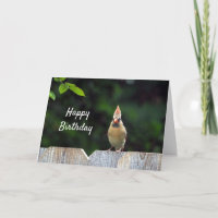 Wildlife Red Cardinal Fence Birthday