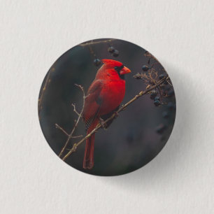 Wildlife Red Cardinal Photo 3 Cm Round Badge
