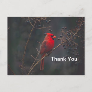 Wildlife Red Cardinal Photo Postcard