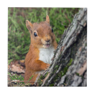 wildlife Red Squirrel Tile