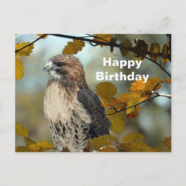 Wildlife Red Tailed Hawk Autumn Photo Birthday Postcard (Front)