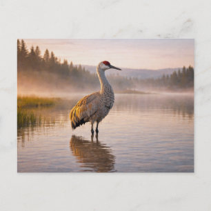 Wildlife Sandhill Crane Wetland Postcard