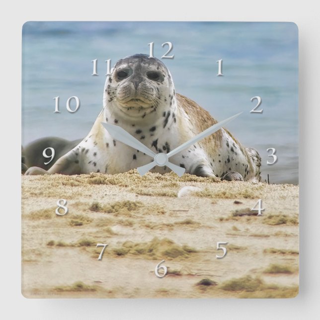 Wildlife Seal Beach La Jolla Cove Square Wall Clock (Front)