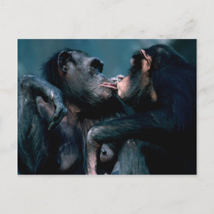 Wildlife Set - Primates 6 Postcard