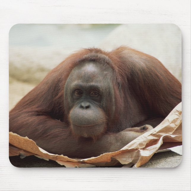Wildlife Set - Primates 7 Mouse Pad (Front)