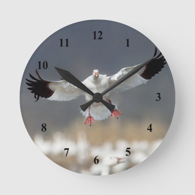 Wildlife Snow Goose Photo Round Clock (Front)