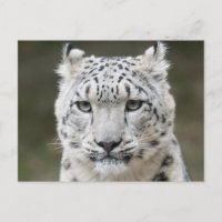 Wildlife Snow Leopard Closeup Face