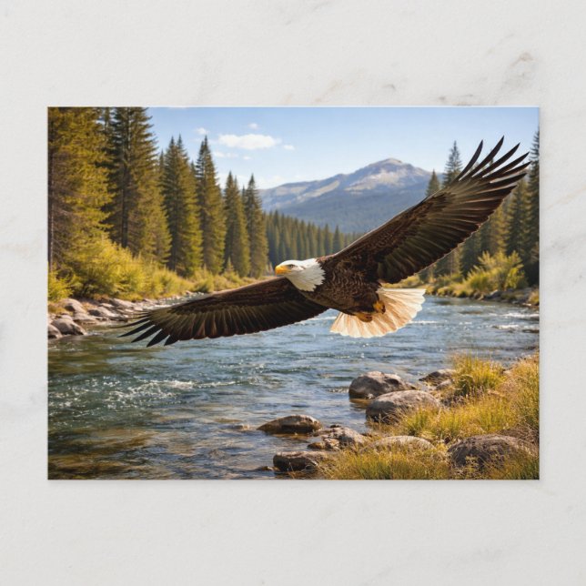 Wildlife Soaring Bald Eagle Postcard (Front)