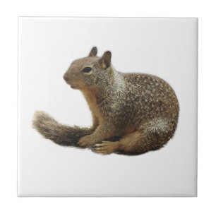 Wildlife tile, ceramic, wild animals, squirrel tile