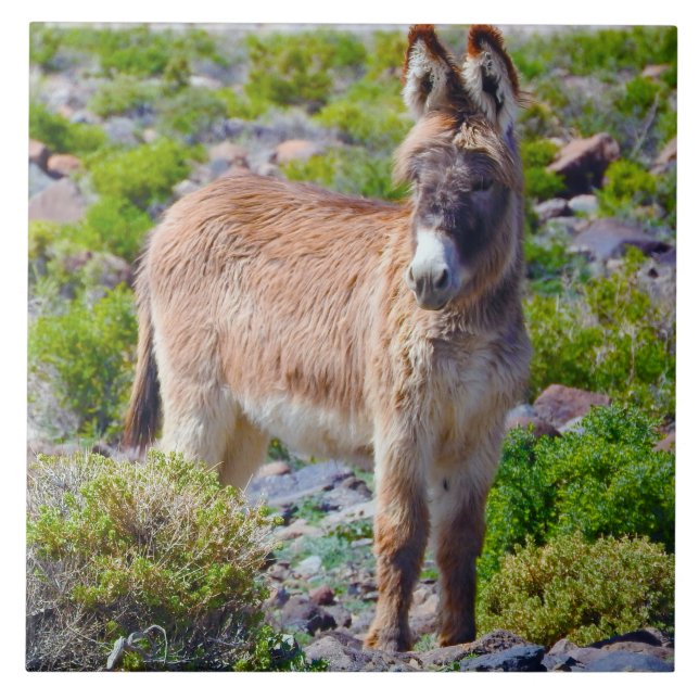 Wildlife tile, ceramic, wild burros, donkey tile (Front)