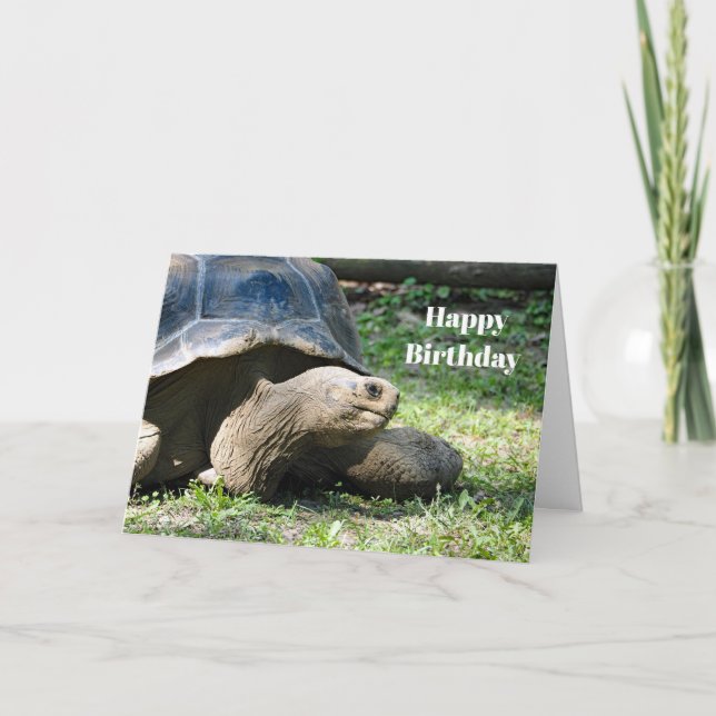 Wildlife Tortoise Photo Birthday Card (Front)