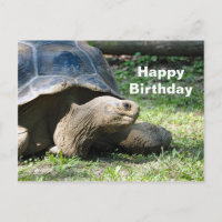 Wildlife Tortoise Photo Birthday