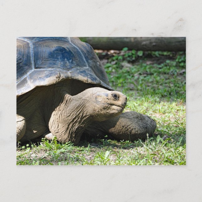 Wildlife Tortoise Photo Postcard (Front)