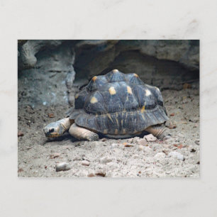 Wildlife Tortoise Reptile Photo Postcard