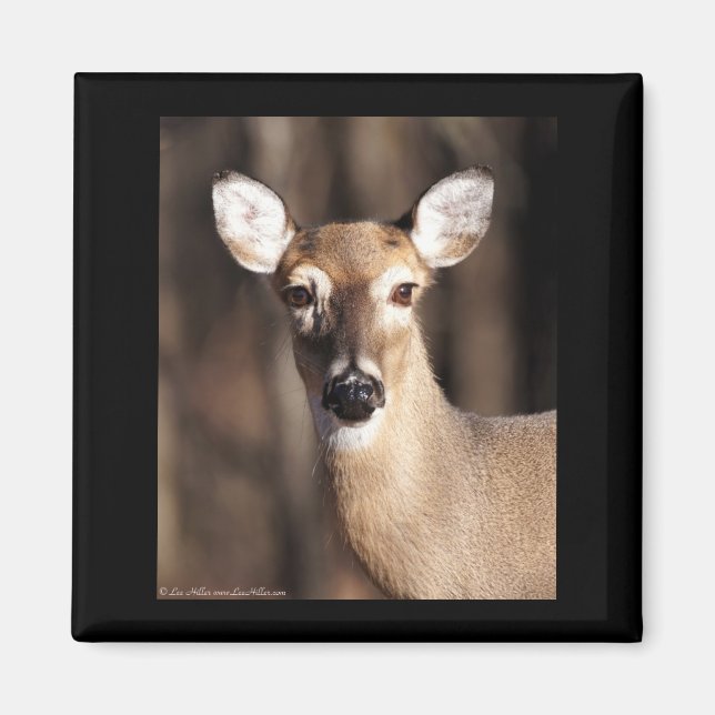 Wildlife Whitetail Deer Doe Portrait Magnet (Front)