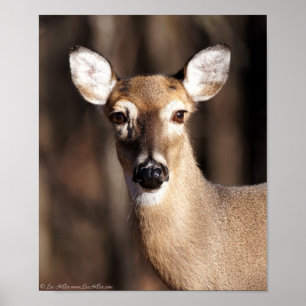 Wildlife Whitetail Deer Doe Portrait Poster