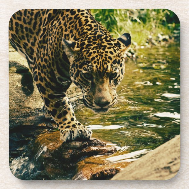 Wildlife Wildcat Animal Leopard Nature Coaster (Front)