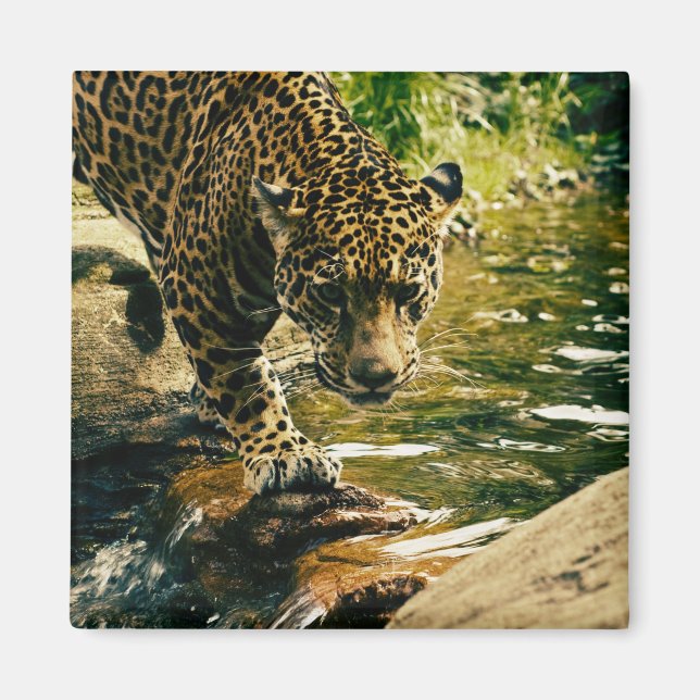 Wildlife Wildcat Animal Leopard Nature Magnet (Front)