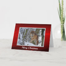 Wildlife Wolf Snow Photo Christmas