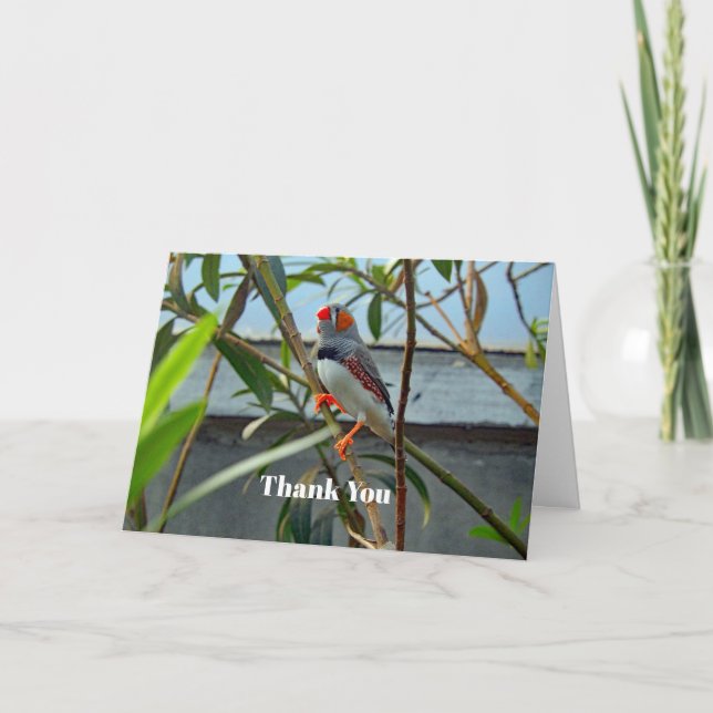 Wildlife Zebra Finch Thank You Card (Front)