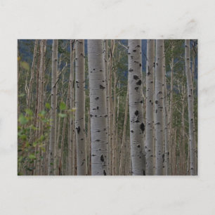 Will B Free Signature Post Cards