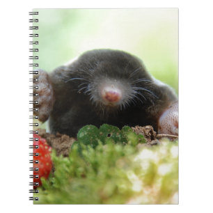 'Will you marry me?' Spiral Notebook