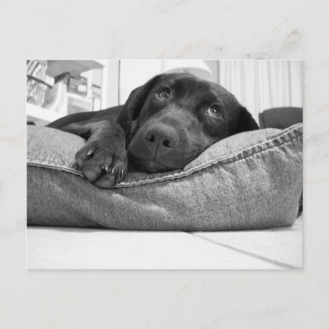 Will you play? postcard (Front)