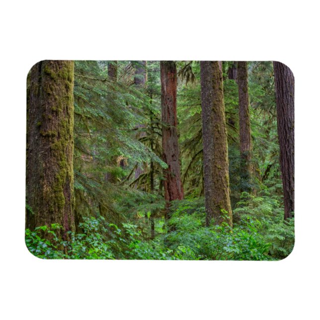 Willamette National Forest | Oregon Magnet (Horizontal)