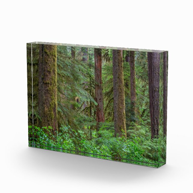Willamette National Forest | Oregon Photo Block (Right)