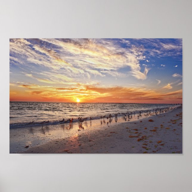 Willets on a Florida Beach at Sunset Poster (Front)