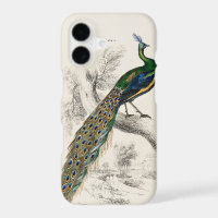 William Jardine - A Majestic Male Peafowl Portrait