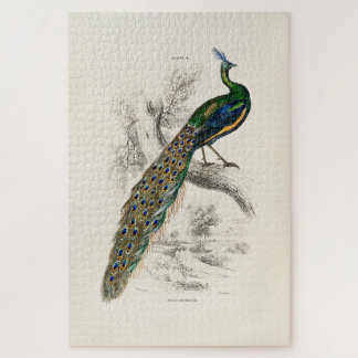 William Jardine - A Majestic Male Peafowl Portrait Jigsaw Puzzle