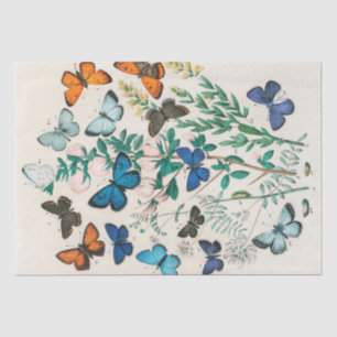 William Kirby European Butterflies and Moths ... Tissue Paper
