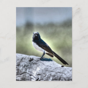 WILLIE WAGTAIL AUSTRALIA WITH ART EFFECTS POSTCARD