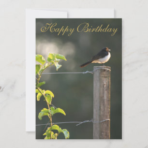 Willie Wagtail Happy Birthday