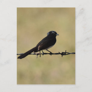 WILLIE WAGTAIL ON FENCE QUEENSLAND AUSTRALIA POSTCARD