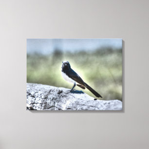 WILLIE WAGTAIL ON FENCE RURAL QUEENSLAND AUSTRALIA CANVAS PRINT